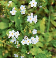 Das seltene Bodensee-Vergissmeinnicht braucht sauberes Wasser. (Bild: Ralph Ribi (Botanischer Garten SG))