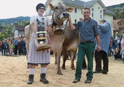 Die Kuh Silke von Christian Hardegger überzeugte und wurde «Miss Gams 2016». (Bilder: Corinne Hanselmann)