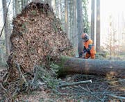 Ein heikler Moment: Der Stamm der umgestürzten Fichte muss vom Wurzelteller getrennt werden. (Bild: Karin Erni)