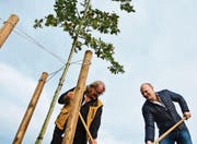 Eine Eiche und zwei Männer: Open-Air-VR-Präsident Wolfgang Sahli und Geschäftsführer René Götz bei der Baumpflanzung. (Bild: Mathias Frei)