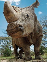 Sudan, das letzte Männchen seiner Art. (Bild: EPA)