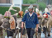 Rund 380 Tiere gesund nach Hause gebracht (Bild: Katharina Rutz)