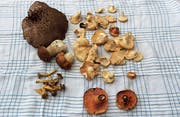 Wer die richtigen Plätze kennt, findet auch während der Flaute Pilze. (Bild: Lisa Wickart)
