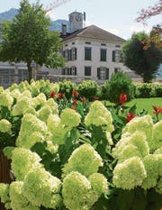 Ein Blumenmeer entfaltet sich (Bild: Hansruedi Rohrer)