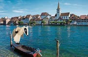 Der Dachs auf einem Weidling im Rhein. (Bild: PD)