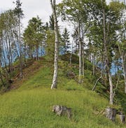 Dank Holzschlag zur Auslichtung sind neue Lebensräume entstanden. (Bilder: pd)