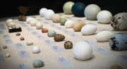 Die Vielfalt der Eier zeigt sich im Schaukasten, wo ein Teil der 10 000 Eier umfassenden Sammlung des Naturmuseums ausgestellt ist. (Bilder: Ralph Ribi)