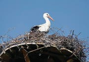 Bereits seit einigen Jahren – hier 2011 – nisten Storchenpaare im Naturschutzgebiet Buechsee. (Bild: Rudolf Hirtl)