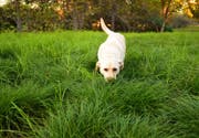 Viele Hundehalter in Herisau sind in Sorge, dass ihr Tier beim Spazieren etwas Gefährliches fressen könnte. (Symbolbild: iStockphoto)