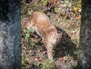 Die Ostschweizer Luchspopulation wächst. Nun soll ein Männchen den Österreicher Bestand retten. (Bild: Urs Bucher)