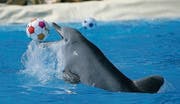 Delphin im Connyland. Der Streit um ihn geht weiter. (Bild: Reto Martin)