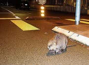 Der Biber spaziert auf der St. Gallerstrasse in Goldach, lässt sich in der Florastrasse einfangen und wird kurz vor Mitternacht in Altenrhein in die Natur entlassen. (Bilder: Rudolf Hirtl)