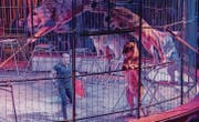 Der Dompteur Bruno Gaffo mit seinen sieben Löwen an der Premiere des Circus Royal. (Bild: Andrea Stalder)