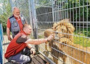 Louis und Lisa geniessen die Streicheleinheiten des neuen Betriebsleiters Christoph Wüst, Plättli-Zoo-Direktor Walter Mauerhofer beobachtet. (Bild: Donato Caspari)