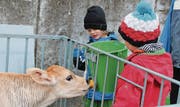 Die Kinder helfen Bauer Werner Giezendanner bei der Alltagsarbeit. Dazu gehörte auch das Kälbertränken. (Bilder: Jeannette Ringger)