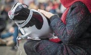 Vor ihrem Besuch in den Degustationshallen ist Elise eine pralle Kuh. Inmitten der vielen Menschen in Halle 4 und 5 verliert sie Luft. (Bild: Benjamin Manser (Benjamin Manser))