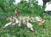 Christian Schwarz mit seinen Hühnern auf der Naturwiese in Tägerwilen. (Bild: Marc Sieger)