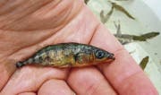 Ein Forscher aus Langenargen hält einen Stichling. Sie landen in grosser Zahl in Netzen von Thurgauer Fischern. (Bild: Fischereiforschungsstelle Langenargen)