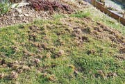 Von Dachsen aufgerissene Wiese in einem Toggenburger Garten. (Bild: Matthias Pfändler)