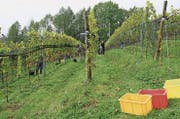 Die Trauben der 1400 Johanniter Reben im Oberen Forst in Salez wurden in dieser Woche gelesen. (Bilder: PD)