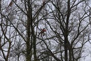 Speziell ausgebildete Forstmitarbeiter klettern auf die Bäume, wo sie zersägt und Stück um Stück abgetragen werden. (Bild: Jolanda Riedener)