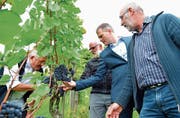 Werner Lüchinger, Willi Burkhart, Valentin Hasler und Hansruedi Wolfer begutachten die Trauben anlässlich des Rebumgangs. (Bild: Mario Testa)