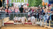 Die Olma in Gossau (Bild: Urs Bucher)