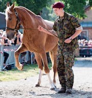 Ein Armeeangehöriger führt eines der Pferde zum Verkauf vor. (Bild: Anthony Anex/KEY)