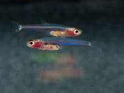 Zwergbärblinge sind winzige Fische, die auch ein miniaturisiertes Genom haben, wie eine aktuelle Forschungsarbeit zeigt. (Bild: Naturhistorisches Museum Bern)