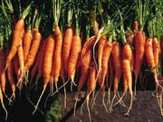Rüebli sind in der Schweiz hoch im Kurs: 7,9 Kilogramm werden jährlich pro Kopf gegessen. An zweiter Stelle der Gemüse-Hitparade folgen Tomaten. (Symbolbild) (Bild: KEYSTONE/CHRISTOF SCHUERPF)