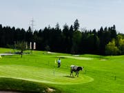 Das Rind büxte aus und trampelte über den Golfplatz in Neuenkirch. (Bild: Staatsanwaltschaft Luzern)
