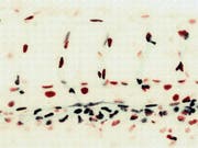 Der erste Preis in der Kategorie "Das Forschungsobjekt" gewinnt "Canvas einer Zellpopulation" von Maria Kotini von der Universität Basel. (Bild: Copyright CC-BY-NC-ND Maria Kotini)