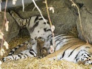 In der Nacht auf Dienstag gebar Tiger-Dame Julinka in einer Höhle der Aussenanlage des Walter Zoos drei Babys. (Bild: Walter Zoo)
