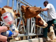 Impfen statt töten: Sollte in der Schweiz die Tierseuche "Lumpy skin disease" ausbrechen, müssen nur noch verseuchte Tiere getötet werden, wenn die Herde zuvor geimpft wurde. (Symbolbild) (Bild: Keystone/SANDRO CAMPARDO)