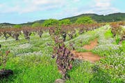 Von Januar bis Mai wachsen überall auf der Baleareninsel die schönsten Blumen – über zwanzig Orchideenarten –, und die Wiesen stehen in sattem Grün. Im Juni beginnt die Trockenheit. (Bild: Angela Allemann)