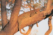 Auf dem Baum hat der Leopard seine Beute im Blick. (Bild: Win Schumacher)