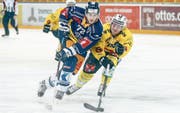 Auf Augenhöhe: Zugs Samuel Erni (links) im Zweikampf mit Berns Marco Müller. (Bild: Marc Schumacher/Freshfocus (Zug, 21. Januar 2017))