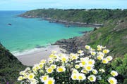 Grüne Küsten, blühende Pflanzen und ein klares Meer prägen das Bild von der Kanalinsel Guernsey im Frühling. (Bild: Matthias Hafen)