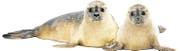 Seehunde (Bild: Angela Allemann)