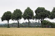Die Zuschauer verfolgen die Tour de France primär wegen der schönen Landschaften. (Bild: Bryn Lennon/Getty (Lüttich, 2. Juli 2017))