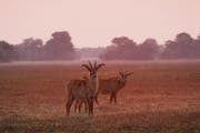 Pferdeantilopen im Kafue-Nationalpark, Sambia. (Bild: Win Schumacher)