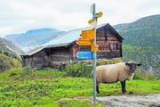 Die Alp Aletschji erreicht man von Belalp her kommend auf dem Aletsch-Panoramaweg. (Bild: Peter Hummel)