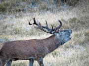 Etwa 2000 Hirsche leben im Gebiet des Nationalparks. Spektakulär ist die Brunftzeit im September. (Bild: Schweizerischer Nationalpark)