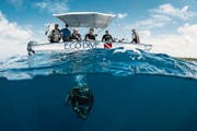 Wer die stille Seite von Barbados kennen lernen will, muss abtauchen. (Bild: Andrew Western, Eco Dive Barbados)