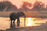Ein Elefant trinkt am Wasserloch im Hwange-Nationalpark in Simbabwe. (Bild: Win Schumacher)