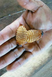 Eine Delikatesse: Die daumengrossen Maden werden knusprig geröstet. (Bild: Tatjana Stocker)