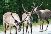 Rentiere auf der 130-Kilometer-Stichstrasse zwischen Jokkmokk und Kvikkjokk.