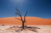 Der Dead Vlei mit seinen abgestorbenen Akazienbäumen gehört zu den Highlights in Namibia.