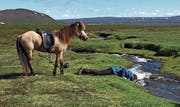 In Island liegt die nächste Siedlung teilweise mehrere Reitstunden entfernt. Gut, Islands kaltes Quellwasser ist eines der besten in Europa.