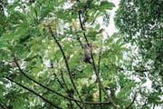 Faultiere werden in Costa Rica für ihre Langsamkeit geliebt.
